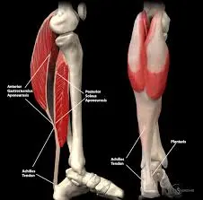 The Importance of the Achilles Tendon in Movement and Health image 1