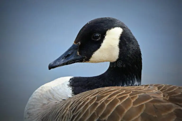 Current Trends in Canada Goose Stock Performance image 1