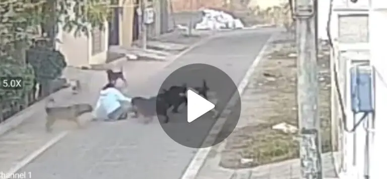 Current Events and Updates in Jalandhar News image 1