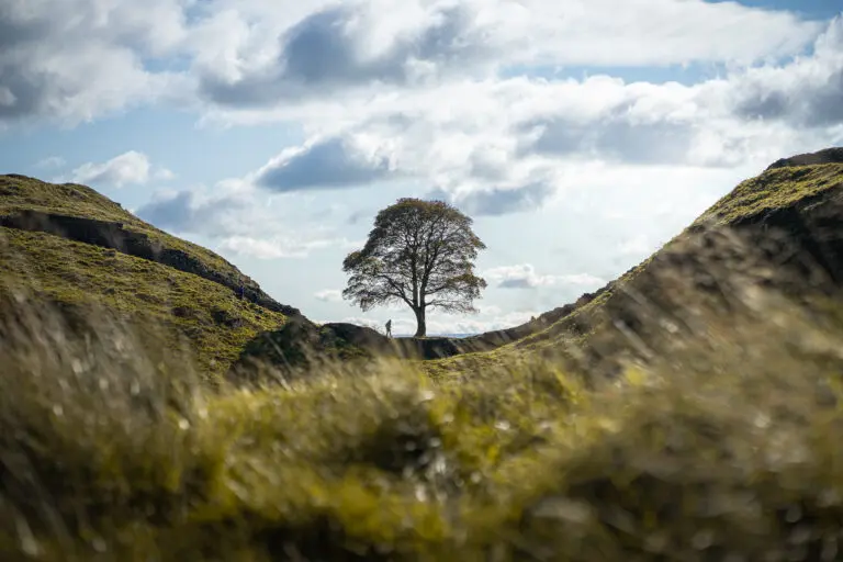 The Story Behind the Sycamore Gap Tree image 1