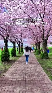 The Enchanting Cherry Blossoms of Toronto image 1