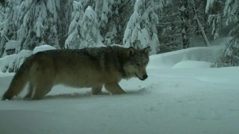 The Importance of Wolves and Conservation Efforts in Canada image 1