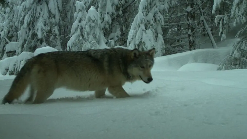 The Importance of Wolves and Conservation Efforts in Canada image 1