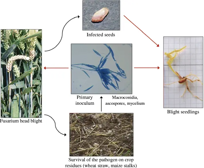 Understanding Fusarium Graminearum: A Crop Threat