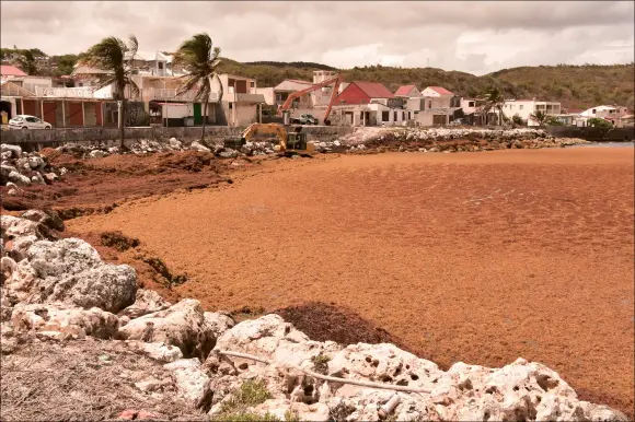 Understanding Sargasses and Their Environmental Impact image 1