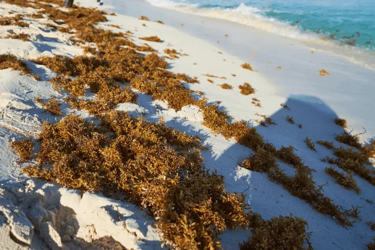 The Rising Threat of Sargassum Seaweed: Impacts and Solutions