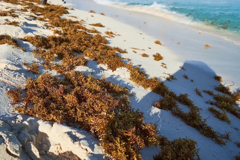 The Rising Threat of Sargassum Seaweed: Impacts and Solutions