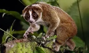 Exploring the World of Slow Primates with Big Eyes image 1