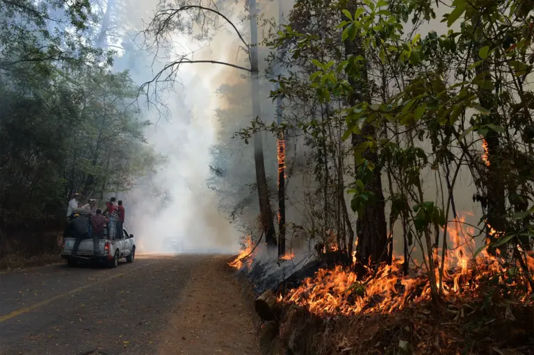 Incendies de forêt : État actuel et conséquences