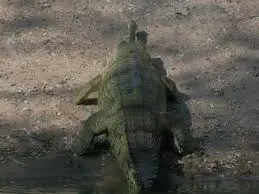 Alligators: Key Facts About Their Life and Habitat