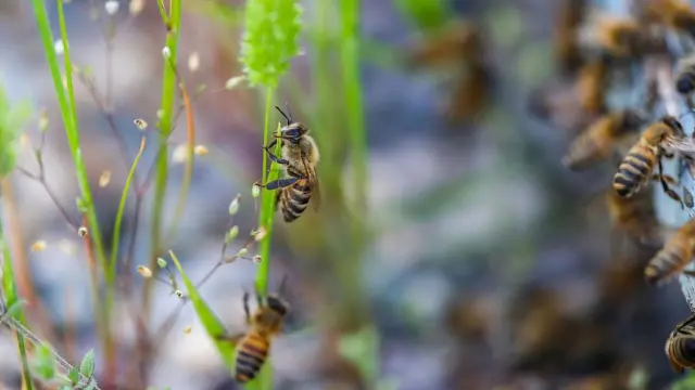 Recent Bee Attack in France Raises Concerns and Safety Measures image 1