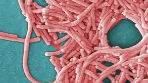 Understanding Legionnaires’ Disease in Ontario