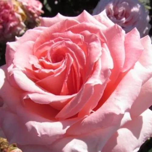 L’importance des roses dans notre culture et notre environnement