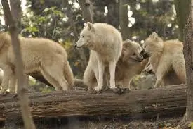 Exploring Wolf Stock: A New Investment Phenomenon