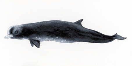 Comprendre la Baleine à Bec Commune : Habitudes et Conservation