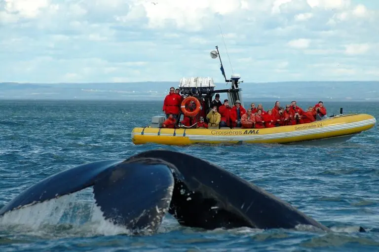 La Baleine de Tadoussac : Phénomène Écologique et Touristique