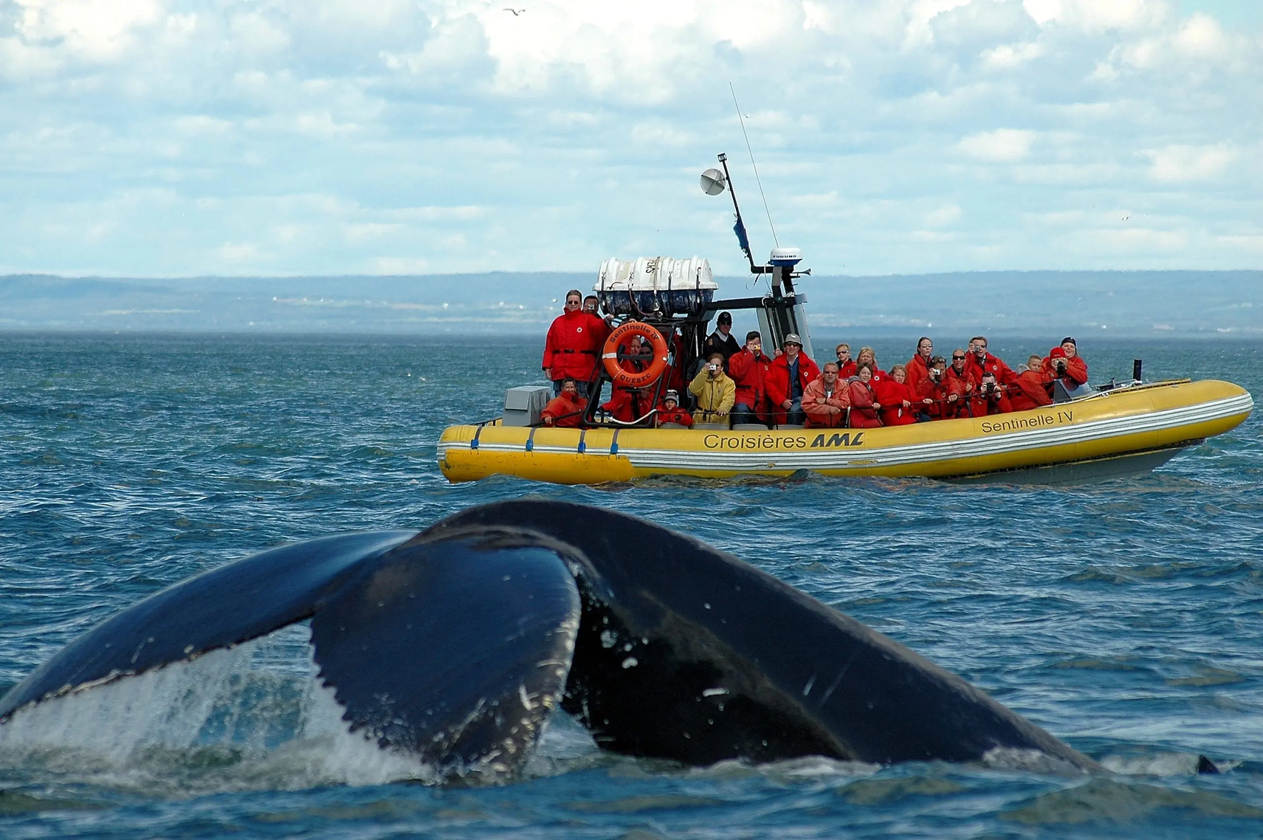 La Baleine de Tadoussac : Phénomène Écologique et Touristique