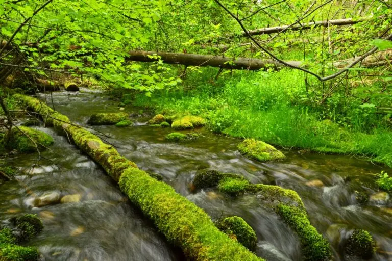The Importance of BC Parks: Nature and Recreation in British Columbia