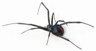 Understanding the Black Widow Spider: Facts and Safety Tips