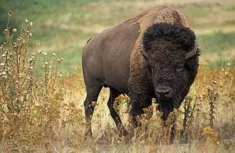 The Buffalo Bisons: A Look at the Team and Their Impact
