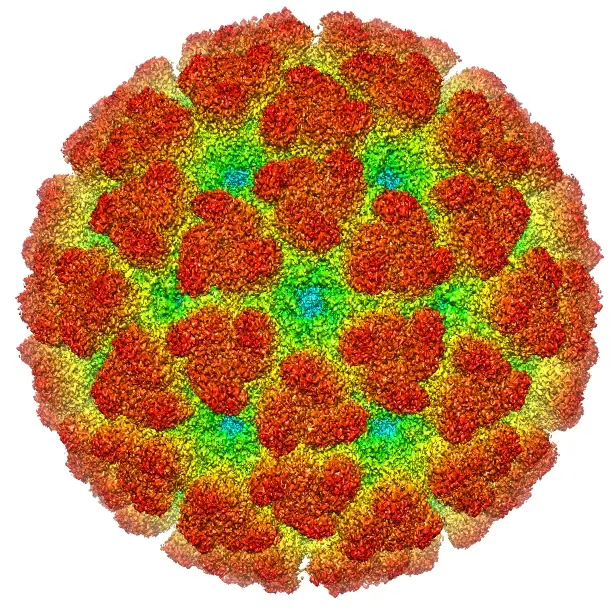 Chikungunya Virus: Understanding the Risks and Prevention