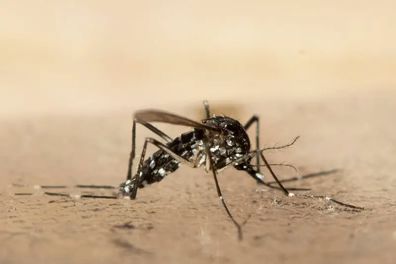 Chikungunya Virus: Rising Concerns in China