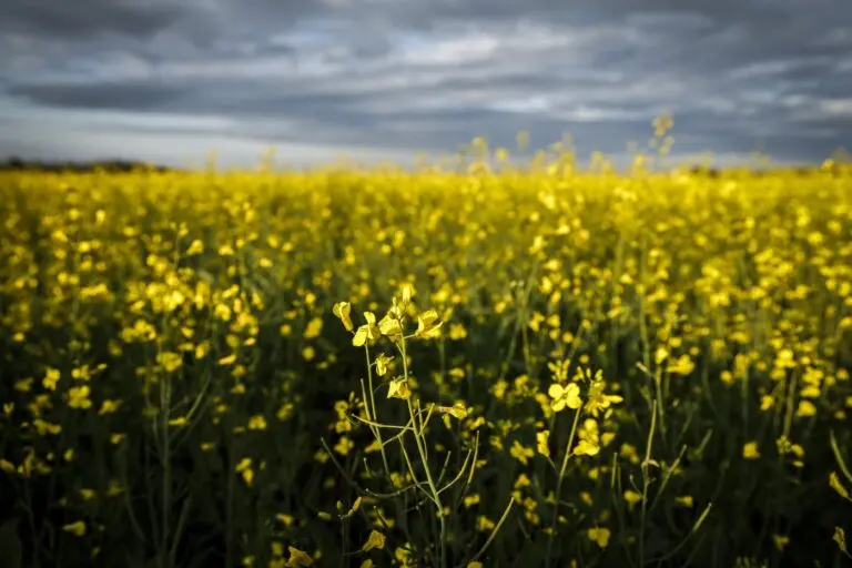 The Impact of China-Canada Canola Trade Tariffs