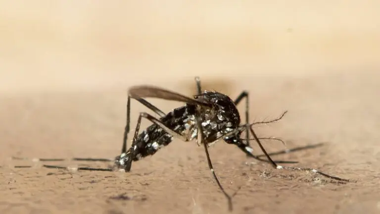 Chikungunya Virus Outbreak in China: What You Need to Know