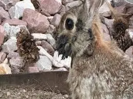 The Fascinating Case of Colorado Rabbits with Tentacles image 1
