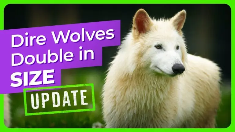 The Dire Wolf: Understanding This Ancient Predator
