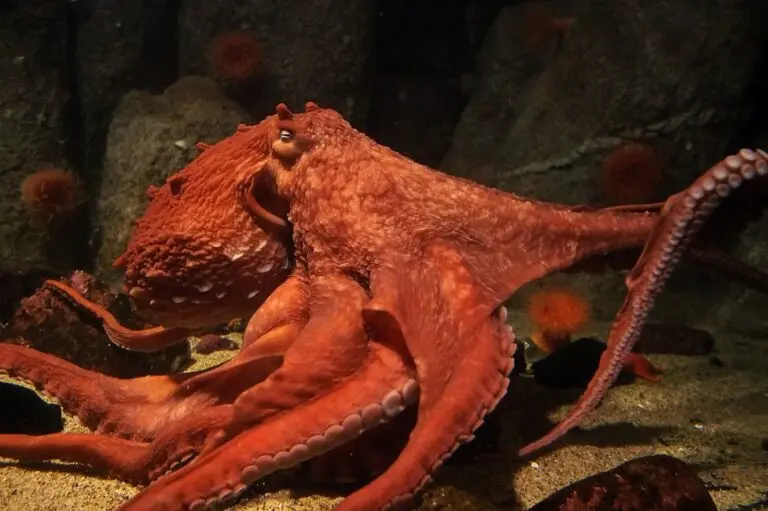 Discovering the Giant Pacific Octopus: Nature’s Underwater Marvel