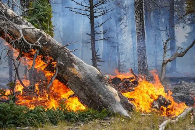 Grand Canyon Fire Causes Concern and Impact on Nature image 1