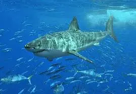 Tout savoir sur le grand requin blanc image 1