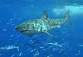 Understanding Great White Sharks and Conservation Efforts image 1