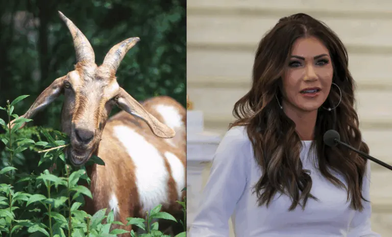 Understanding the Kristi Noem Dog Shooting Incident image 1