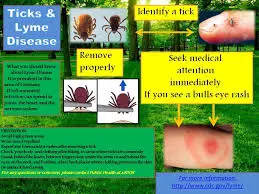 Tout ce que vous devez savoir sur la maladie de Lyme image 1