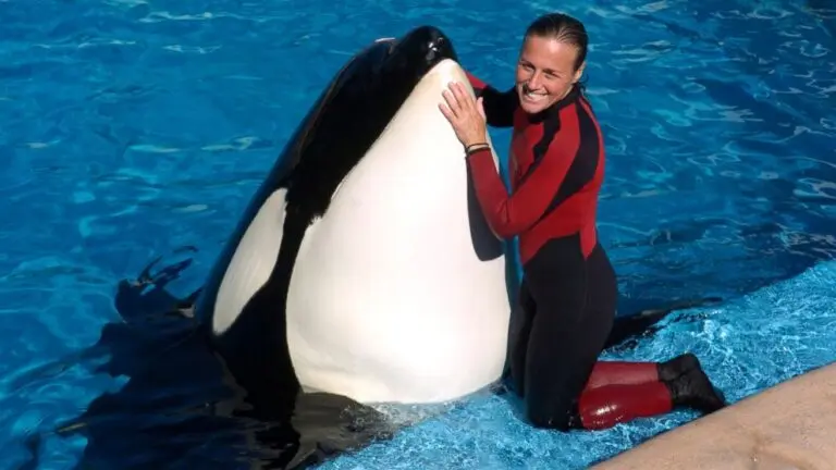 Understanding the Orca Killed Trainer Incident image 1