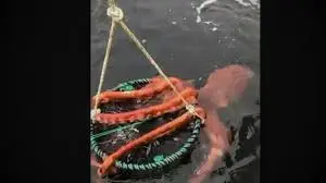 La fascinante pieuvre géante de Vancouver image 1