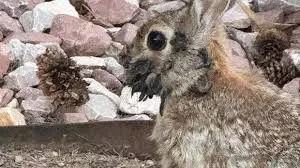 Rabbits with Tentacles: A Glimpse into Genetic Engineering