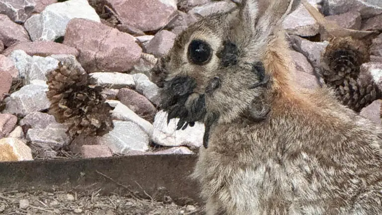 Exploring the Fascinating Concept of Rabbits with Tentacles image 1