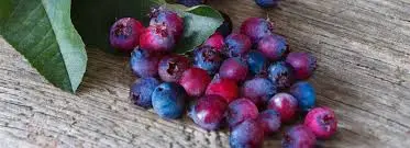 Exploring the Benefits and Uses of Saskatoon Berries image 1