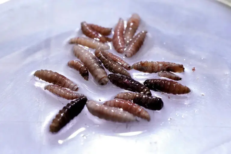 The Screwworm Crisis: Understanding Its Impact and Threats
