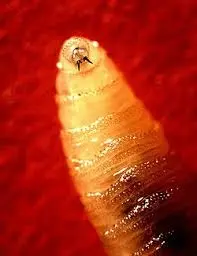 Understanding Screwworms and Their Impact on Livestock image 1