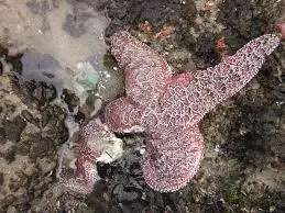 Understanding Sea Star Wasting Disease: A Marine Crisis