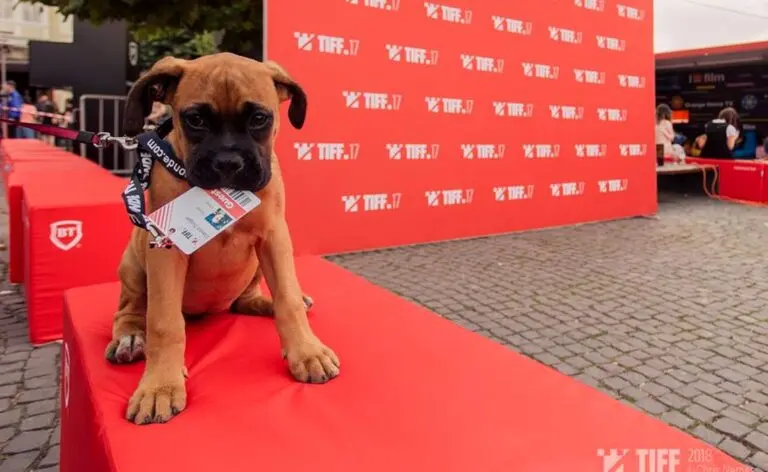 All You Need to Know About TIFF 2023 image 1
