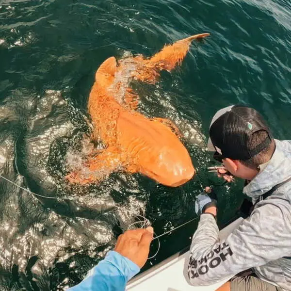 Enquête sur le requin orange : Une nouveauté dans le monde marin