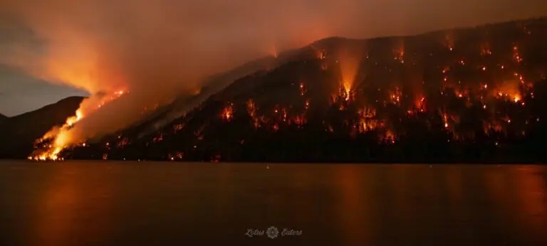 Latest Updates on the Wesley Ridge Fire image 1