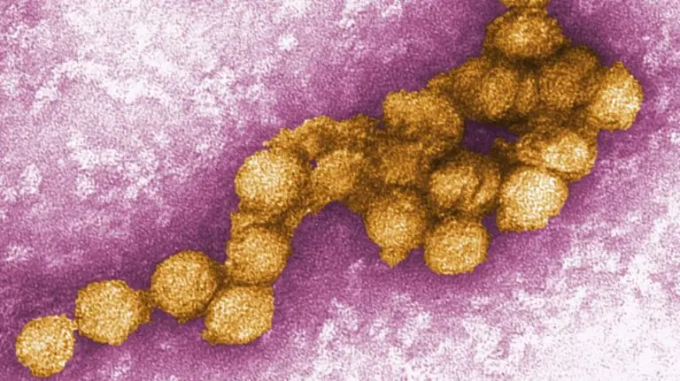 Understanding West Nile Virus: Symptoms and Prevention