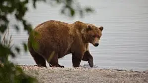 Celebrate Fat Bear Week 2025: A Unique Wildlife Event