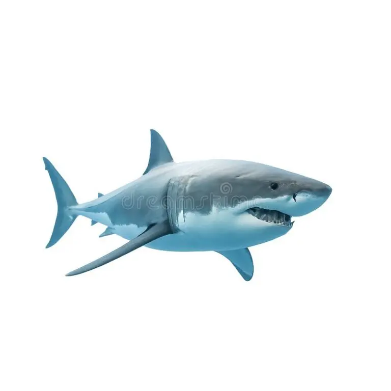 The Importance and Conservation of the Great White Shark image 1